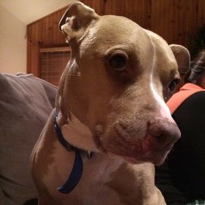 Meet your Posher, Joe